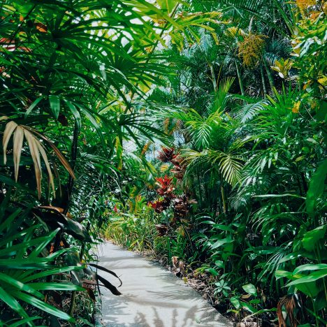 Le Top des Bassins et Cascades de La Réunion